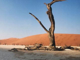 Namibian Tree
