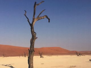 The Desert Tree